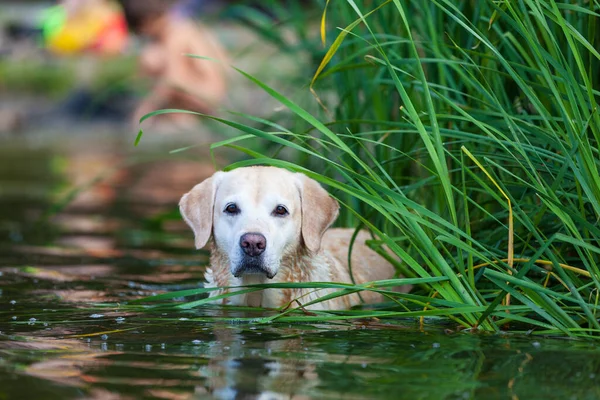 Schöne, nasse Retriever im Fluss stehend. Hund draußen im Wasser. — Stockfoto