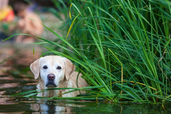 Schöne, nasse Retriever im Fluss stehend. Hund draußen im Wasser. — Stockfoto