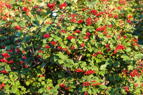 Reifer Weißdorn im Herbst — Stockfoto