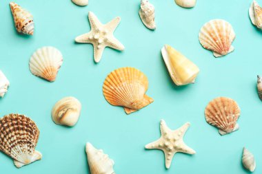 Yaz tatili kavramı. Mavi zemin üzerinde deniz kabukları ve deniz yıldızlarından oluşan yaratıcı desenlerin üst görüntüsü.