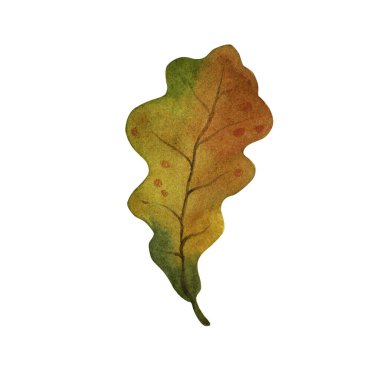 Beyaz bir arkaplanda suluboya meşe yaprağı izole edilmiş.