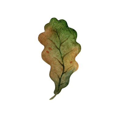 Beyaz bir arkaplanda suluboya meşe yaprağı izole edilmiş.