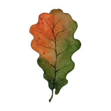 Beyaz bir arkaplanda suluboya meşe yaprağı izole edilmiş.