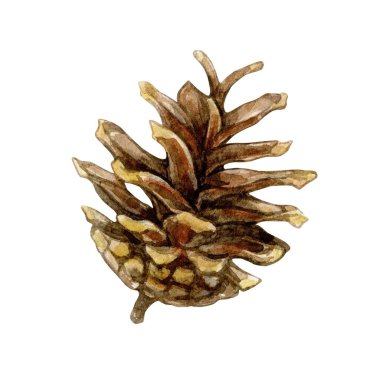 Beyaz arka planda izole edilmiş çam kozalağının suluboya çizimi. Yeni yıl el çizimleri koleksiyonu. Paket kağıdında, tebrik kartlarında kullanılabilir.