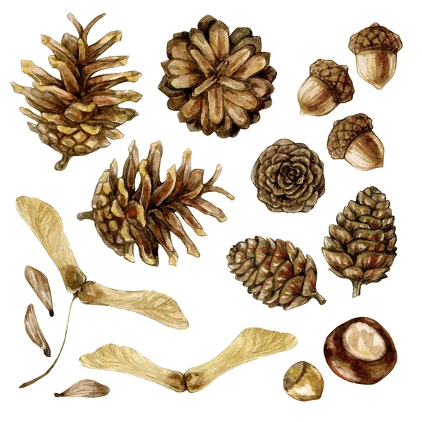 秋の水彩画のイラストのセット:コーン、アコーン、栗、ヘーゼルナッツ、木の種。白い背景に隔離された. — ストック写真