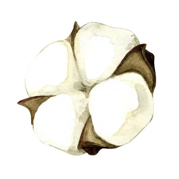 Aquarell Illustration Von Baumwolle Isoliert Auf Weißem Hintergrund Natürliche Sammlung — Stockfoto