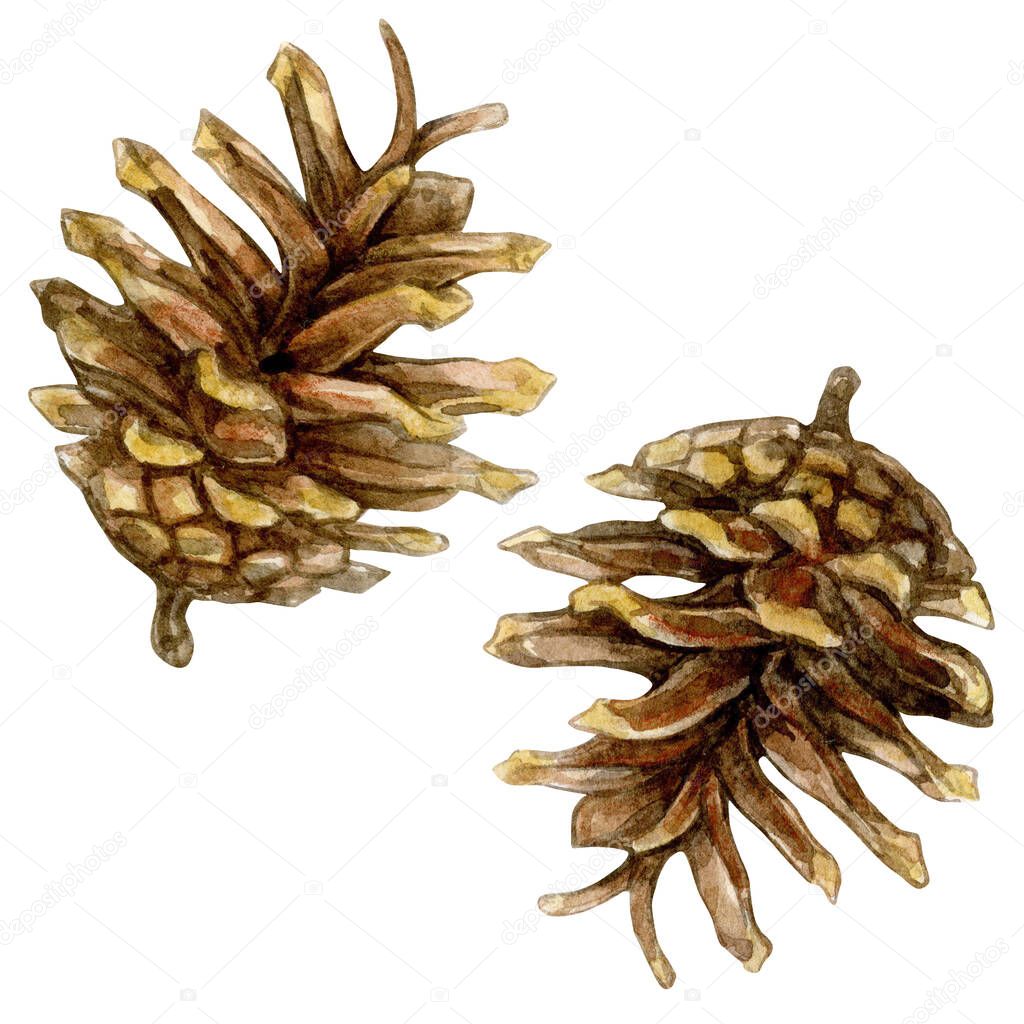 Set of pine cones. Watercolor illustration isolated on white background. New year collection of hand drawn illustrations. Can be used in wrapping paper, in greeting cards.