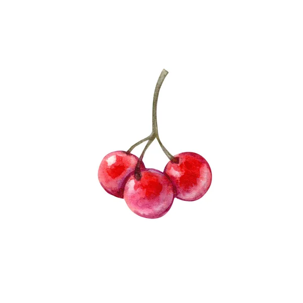 在白色背景上分离的红色山莓的水彩画 精美的手绘插图集 可用于包装纸 纺织品 — 图库照片