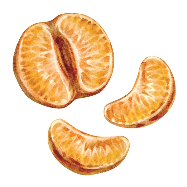 Ilustração aquarela de tangerinas isoladas sobre fundo branco. Coleção de frutos brilhantes de ilustrações desenhadas à mão. — Fotografia de Stock