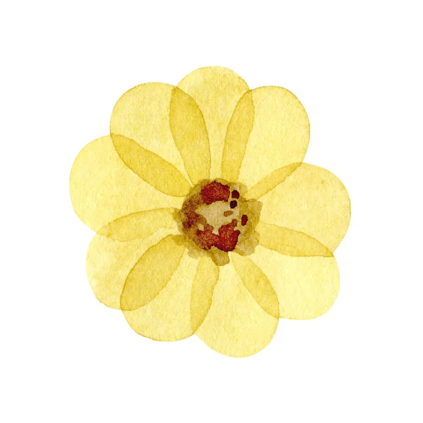 Ilustración en acuarela de flor amarilla aislada sobre fondo blanco. —  Fotos de Stock