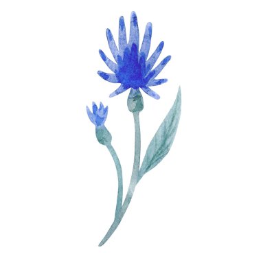 Watercolor illustration of blue flower isolated on white background.
