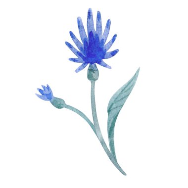 Watercolor illustration of blue flower isolated on white background.