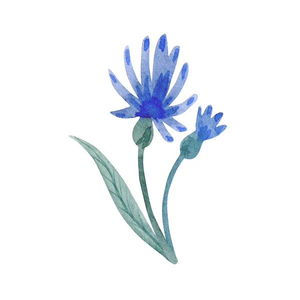 Watercolor illustration of blue flower isolated on white background. — Stockfoto