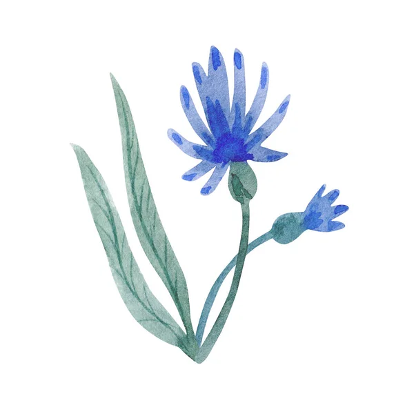 Watercolor illustration of blue flower isolated on white background. — Stock Fotó