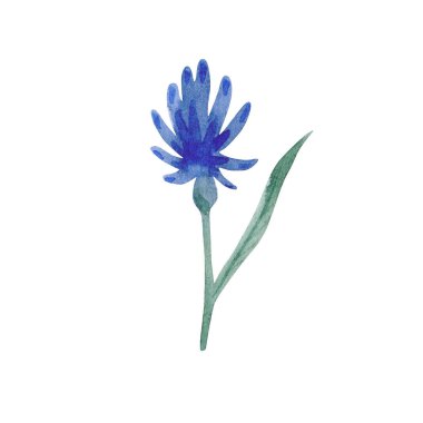 Watercolor illustration of blue flower isolated on white background. Gentle spring collection of hand drawn illustrations. Can be used in wrapping paper, textiles, greeting cards.