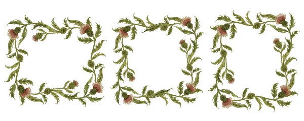 Set von Vintage-Aquarell botanischen Rahmen mit Distel, Wildblumen handgezeichnete Illustration isoliert auf weiß. — Stockfoto