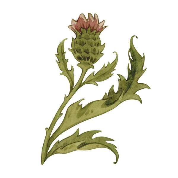 Vintage aquarel roze distel, wilde bloemen met de hand getekend illustratie. Graskruiden geïsoleerd op witte achtergrond. — Stockfoto