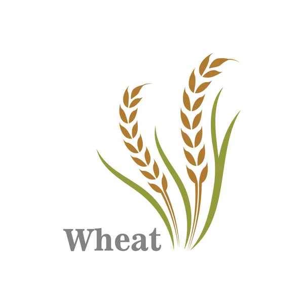 Rolnictwo Pszenica Logo Lub Symbol Ikona Projekt Ilustracja — Wektor stockowy