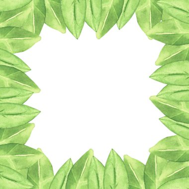 Yapraktan yapılmış bir çerçeve. Vahşi çiçek koleksiyonuna suluboya botanik illüstrasyon da dahil. Beyaz arkaplandaki izole görüntü. Tasarımın için..