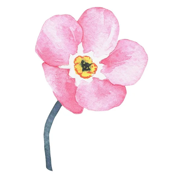 Рожевий Забувай Акварельні Ботанічні Ілюстрації Включені Колекцію Диких Квітів Ізольоване — стокове фото