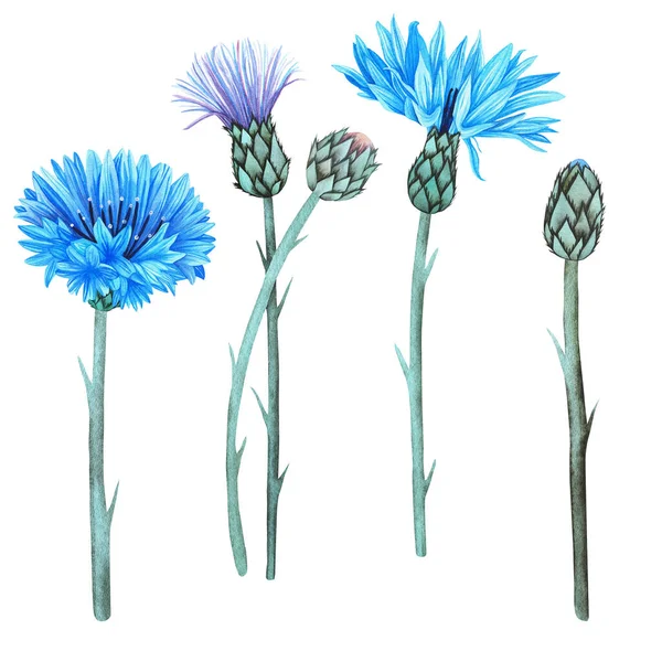 Çiçek. Vahşi çiçek koleksiyonuna suluboya botanik illüstrasyon da dahil. Beyaz arkaplandaki izole görüntü. Kumaş tasarımınız için, tebrik kartları, hediye paketleri, kırtasiyeler, aksesuarlar..