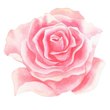 Pembe gül. Suluboya vintage çizim. Beyaz bir arka planda izole edilmiş. Tasarımın için. Kartpostallar, düğün davetiyeleri, kumaşlar, çıkartmalar, kozmetik ambalajları, çiçekçi reklamları için uygun.