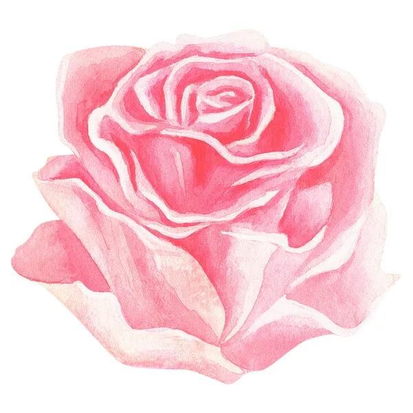 Rosa Rosa Watercolor Ilustração Vintage Isolado Sobre Fundo Branco Para — Fotografia de Stock