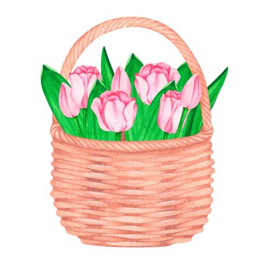 Bir sepet pembe lale. Suluboya vintage çizim. Beyaz bir arka planda izole edilmiş. Tasarımın için..
