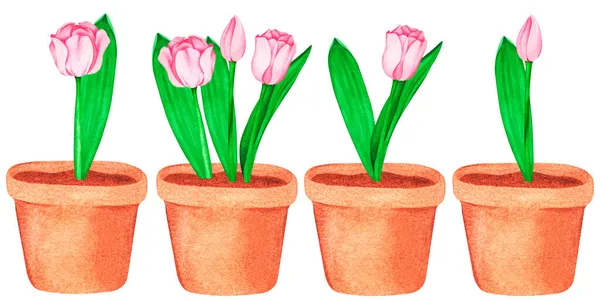 Tulipas cor-de-rosa em vasos. Watercolor ilustração do vintage. Isolado sobre um fundo branco. Para o seu design. — Fotografia de Stock