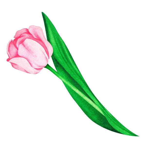 Tulipano rosa. Illustrazione vintage ad acquerello. Isolato su uno sfondo bianco. Per il tuo design. — Foto Stock