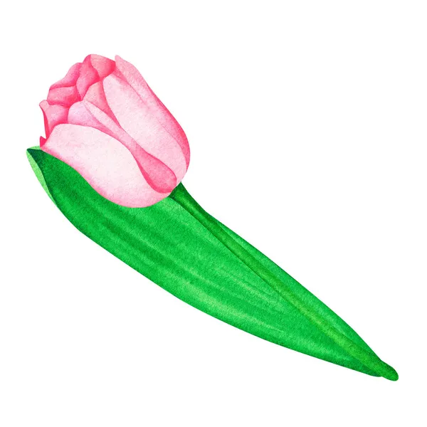 Tulipano rosa. Illustrazione vintage ad acquerello. Isolato su uno sfondo bianco. Per il tuo design. — Foto Stock