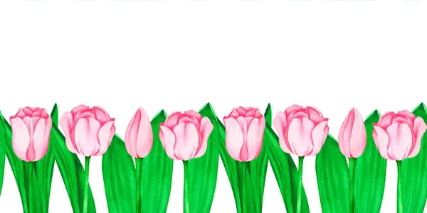Bandeira de tulipas rosa. Watercolor ilustração do vintage. Isolado sobre um fundo branco. Para o seu design. — Fotografia de Stock