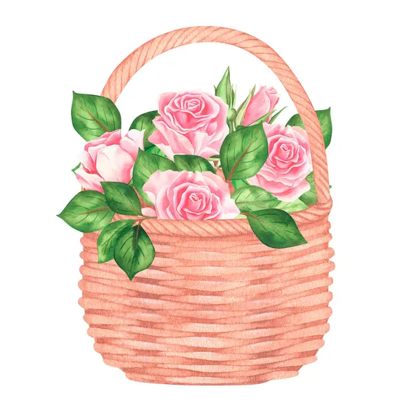 Cesta de rosas rosa. Watercolor ilustração do vintage. Isolado sobre um fundo branco. Para o seu design. — Fotografia de Stock