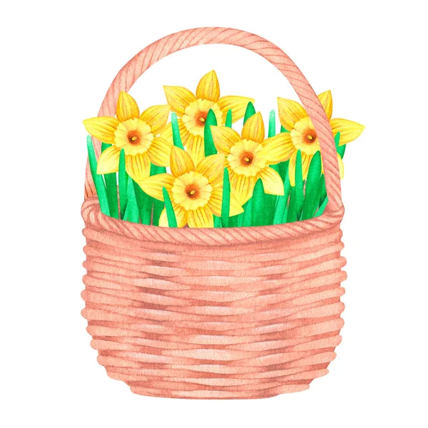 Sepetteki nergisler. Suluboya vintage çizim. Beyaz bir arka planda izole edilmiş. Tasarım için