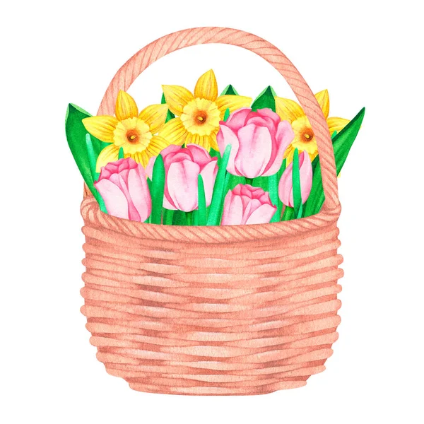 Narcisi e tulipani in un cesto. Illustrazione vintage ad acquerello. Isolato su sfondo bianco. — Foto Stock