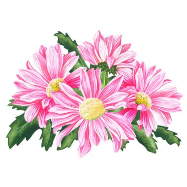 Pembe kasımpatı. Suluboya vintage çizim. Beyaz bir arka planda izole edilmiş. Tasarımın için.