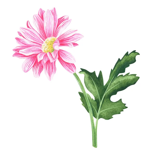 Pink chrysanthemum. Watercolor vintage illustration. Isolated on a white background. For your design — Foto Stock