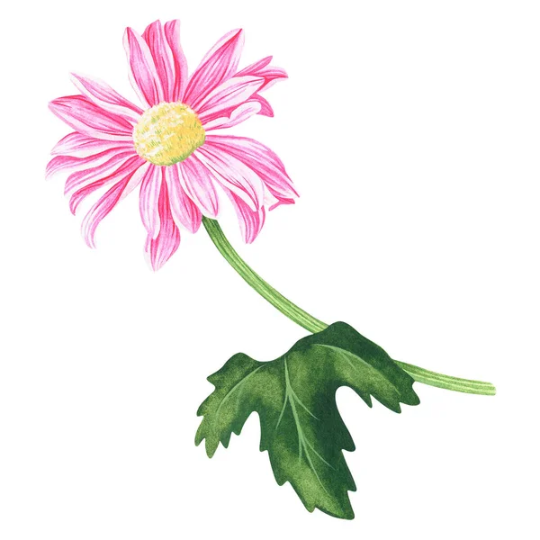 Crisantemo rosa. Illustrazione vintage ad acquerello. Isolato su uno sfondo bianco. Per il tuo design — Foto Stock