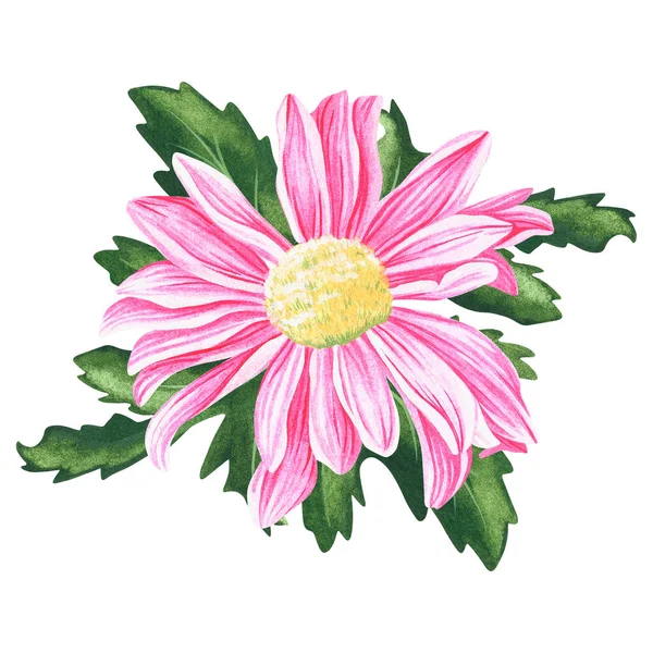 Pink chrysanthemum. Watercolor vintage illustration. Isolated on a white background. For your design — Foto Stock
