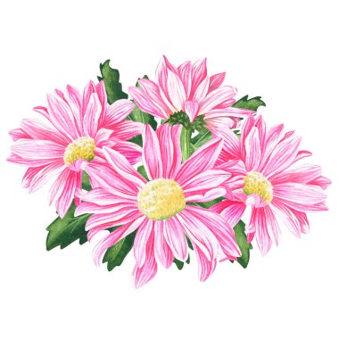 Pembe kasımpatı. Suluboya vintage çizim. Beyaz bir arka planda izole edilmiş. Tasarımın için.