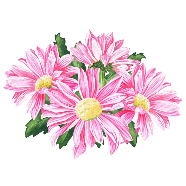 Crisantemo rosa. Illustrazione vintage ad acquerello. Isolato su uno sfondo bianco. Per il tuo design — Foto Stock