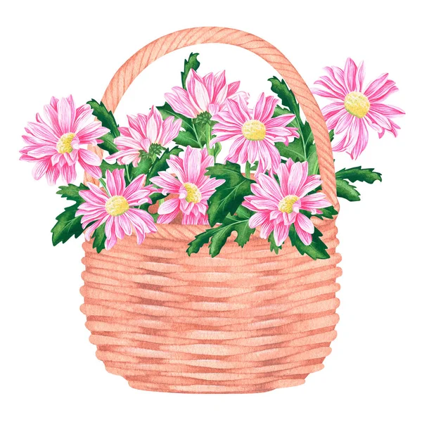 Basket with pink chrysanthemums. Watercolor vintage illustration. Isolated on a white background. — 스톡 사진