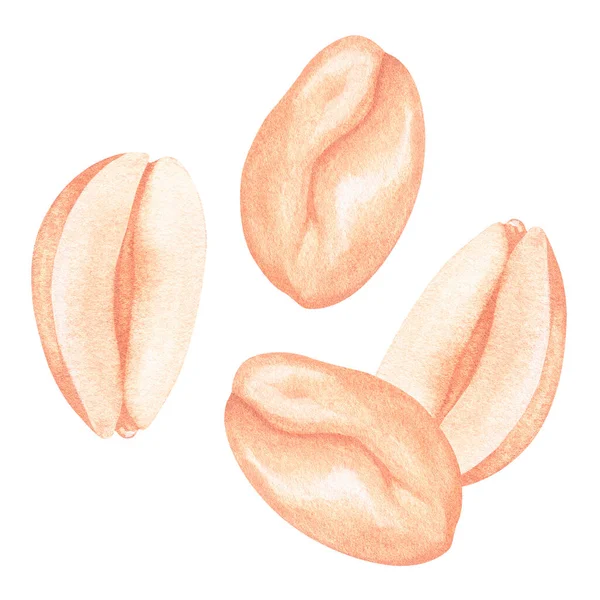 Fried peanuts without shells. Watercolor illustration. Isolated on a white background. For design — Stok fotoğraf