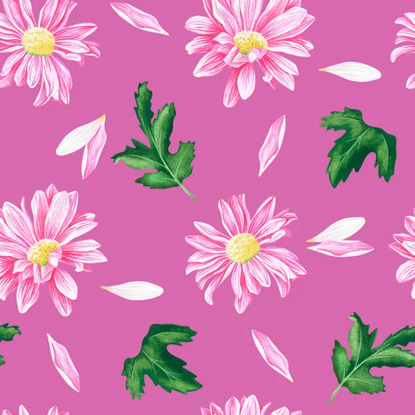 Patrón sin costuras de crisantemos. Ilustración vintage acuarela. Aislado sobre un fondo rosa. — Foto de Stock