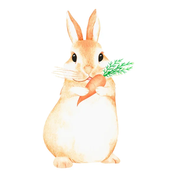 Rabbit with carrot. Watercolor illustration. Isolated on a white background. For design — Stock Photo, Image
