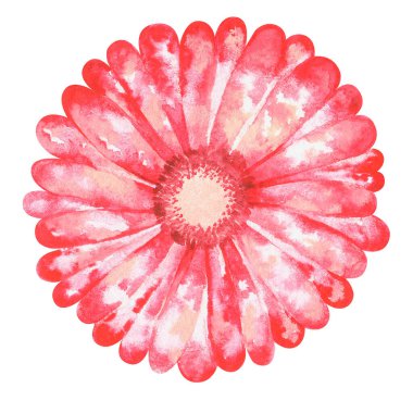 Gerber. Suluboya çizimi. Beyaz bir arka planda izole edilmiş. Tasarımın için..