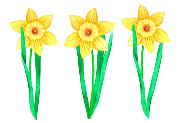 Daffodils prontos. Ilustração de Páscoa aquarela. Isolado sobre um fundo branco. — Fotografia de Stock