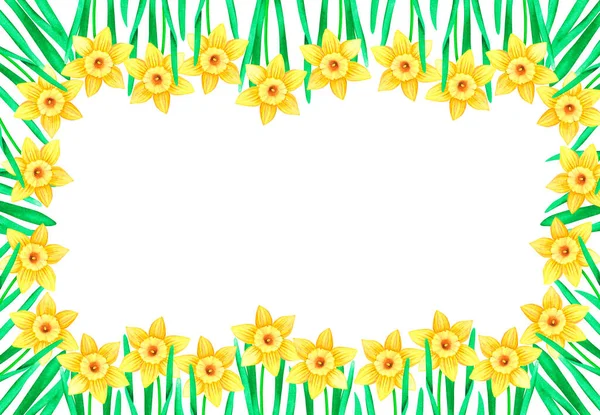 Nergislerin dikdörtgen bir çerçevesi. Suluboya vintage çizim. Beyaz bir arkaplanda izole edilmiş.