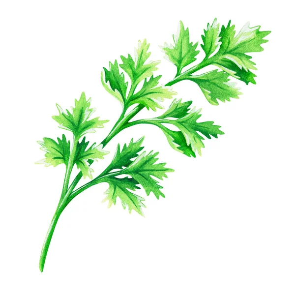 Cilantro. Aquarell Vintage Illustration. Vereinzelt auf weißem Hintergrund. Für Ihr Design. — Stockfoto