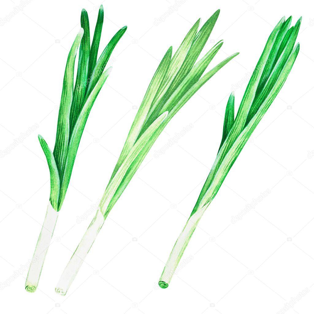 Green onions. Watercolor vintage illustration. Isolated on a white background. For your design.